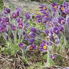 Blütenpracht im Botanischen Garten in Göttingen