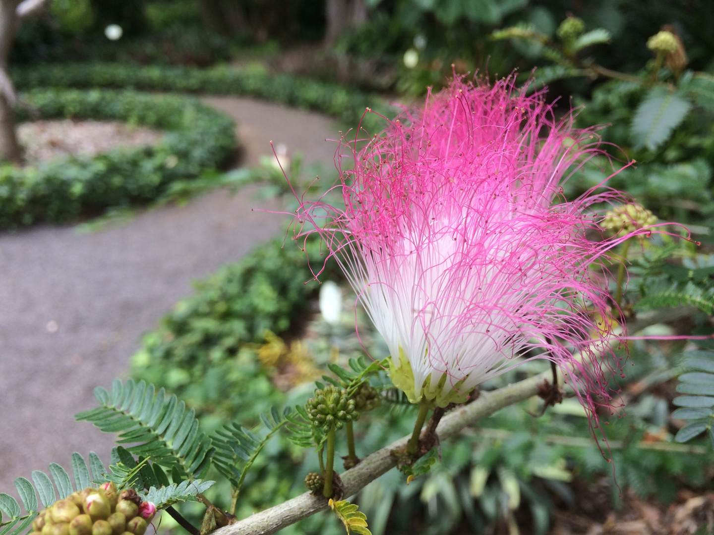 Blütenpracht im Botanischen Garten Puerto de la Cruz