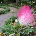 Blütenpracht im Botanischen Garten Puerto de la Cruz