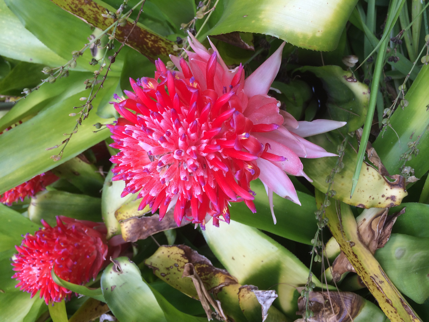 Blütenpracht im Botanischen Garten von Puerto de la Cruz II