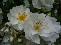 Blütenpracht im Burghauser Rosarium