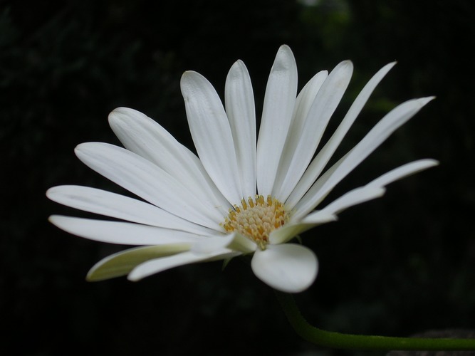 Blütenpracht im eigenen Garten (1)