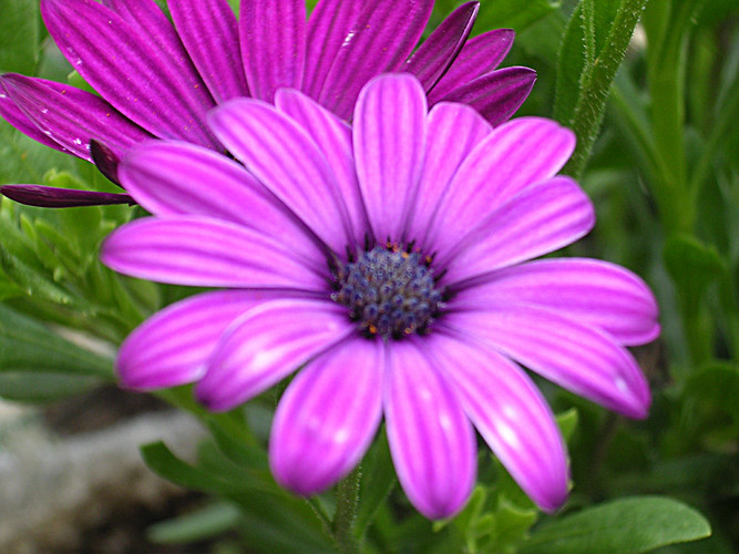 Blütenpracht im eigenen Garten (3)