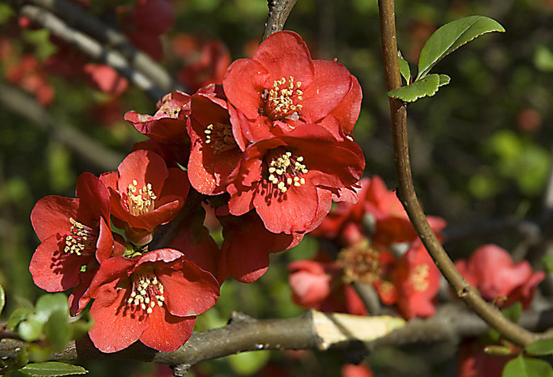 Blütenpracht im Frühling