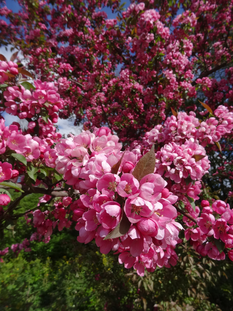 Blütenpracht im Frühling