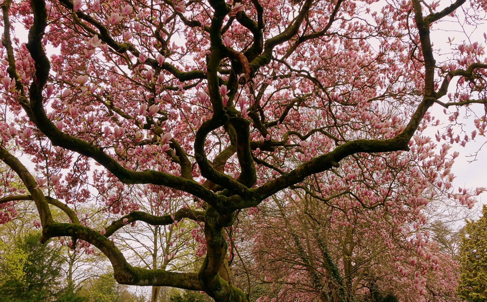 Blütenpracht im Frühling