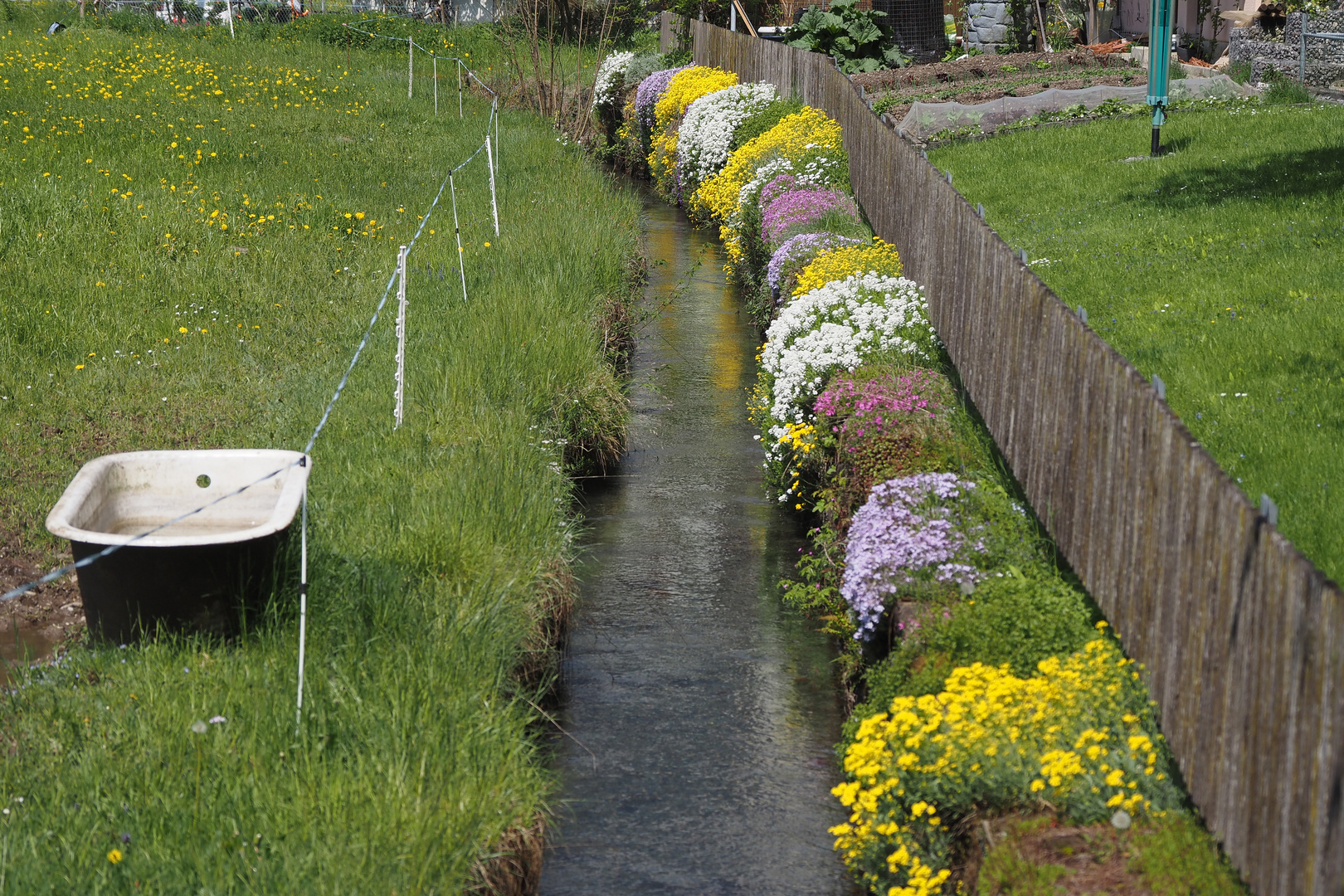 blütenpracht im frühling