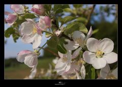 Blütenpracht im Frühling