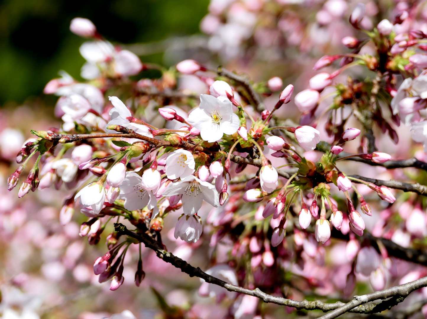 Blütenpracht im Frühling