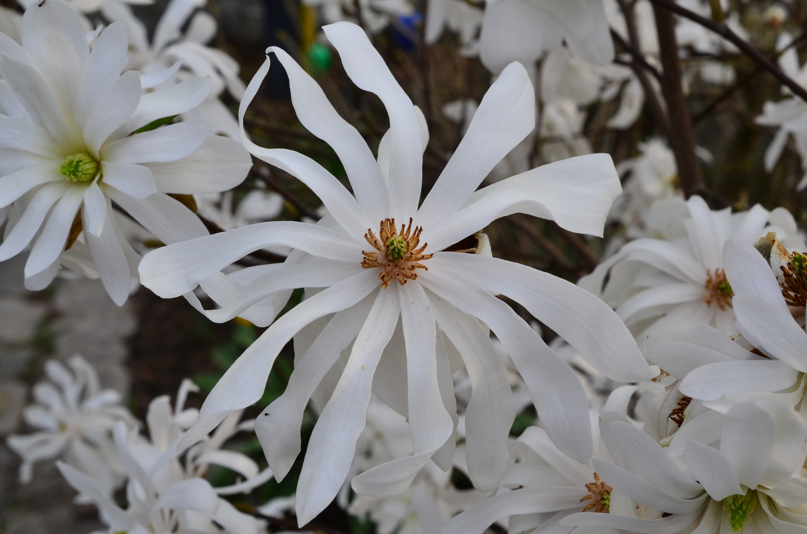 Blütenpracht im Frühling