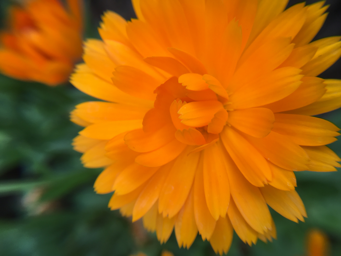 Blütenpracht im Garten