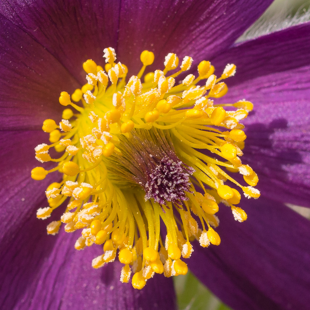 Blütenpracht im Garten 1