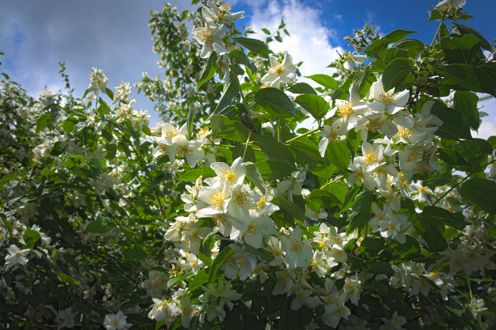 Blütenpracht im Garten