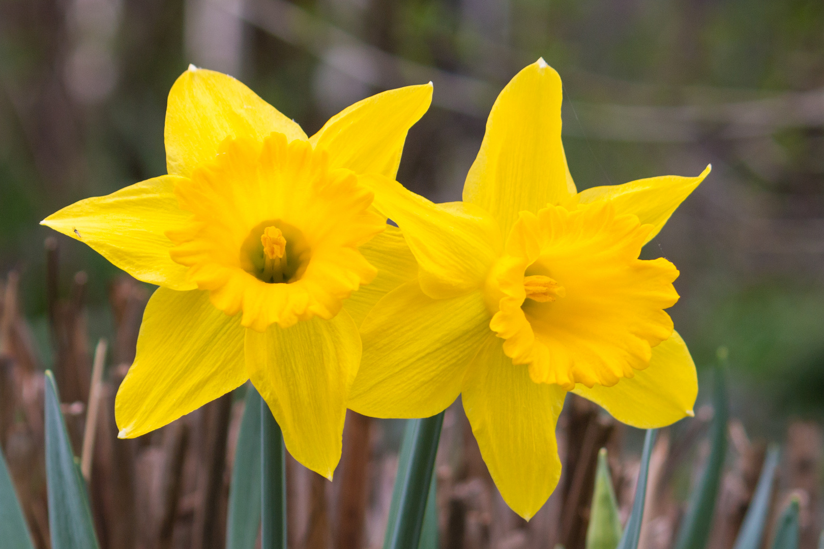 Blütenpracht im Garten 4