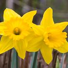 Blütenpracht im Garten 4