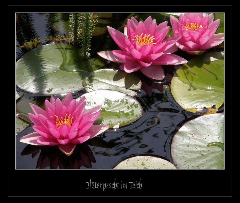 Blütenpracht im Gartenteich