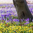 Blütenpracht im Großen Garten in Dresden