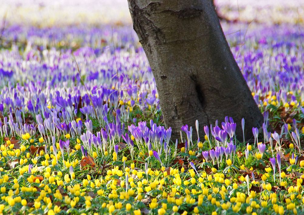 Blütenpracht im Großen Garten in Dresden