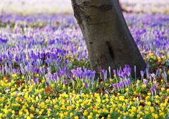 Blütenpracht im Großen Garten in Dresden