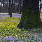 Blütenpracht im Großen Garten in Dresden