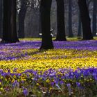 Blütenpracht im Großen Garten in Dresden2