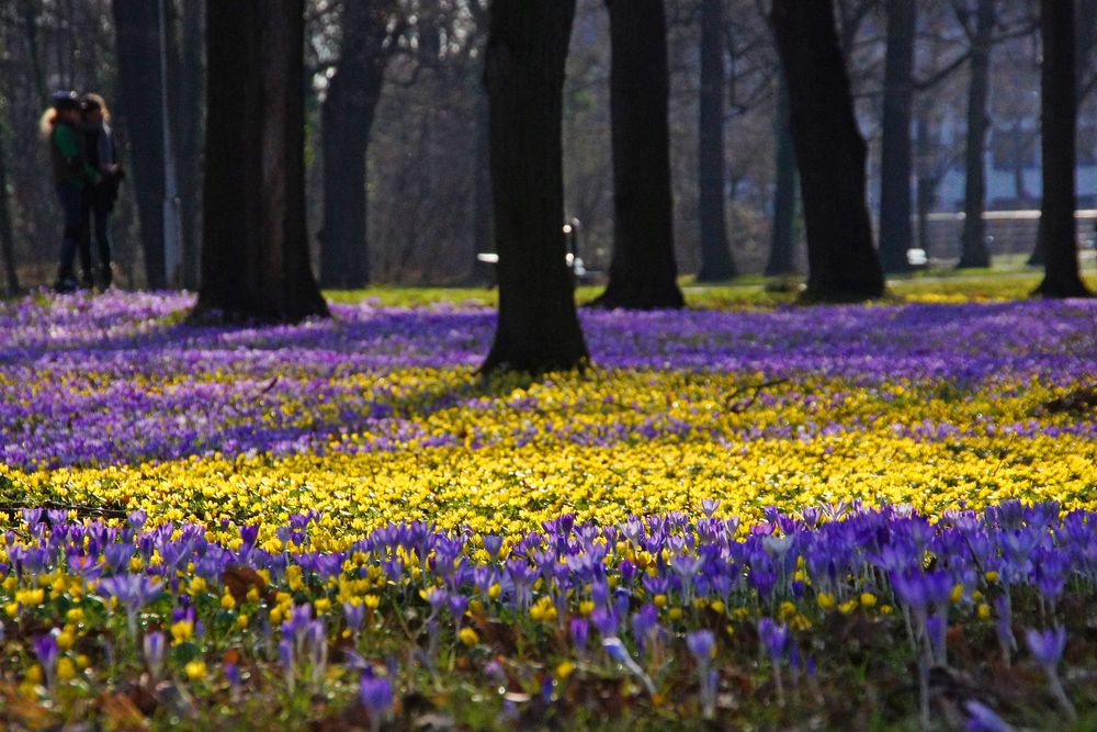 Blütenpracht im Großen Garten in Dresden2