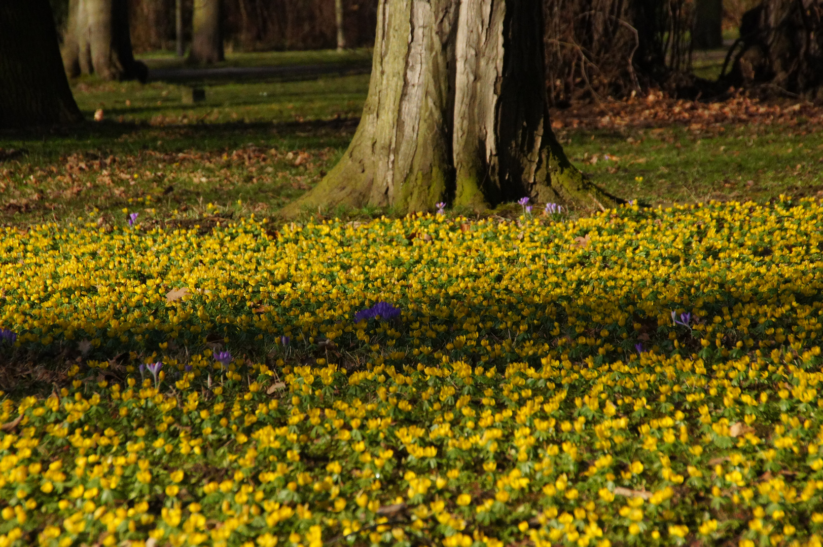 Blütenpracht im Großen Garten in Dresden3