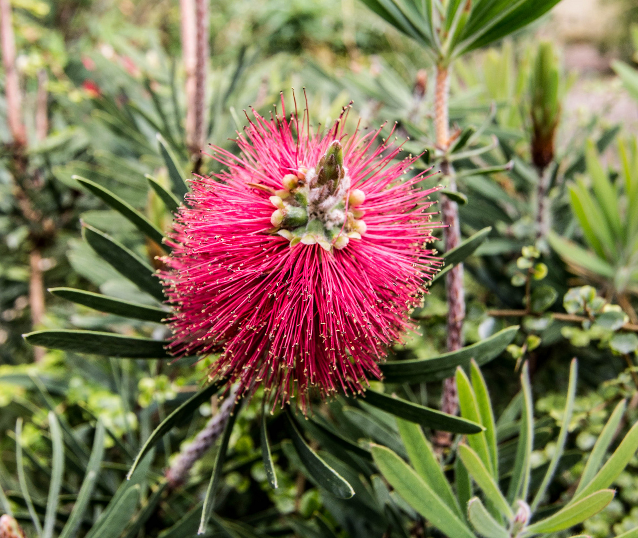 Blütenpracht im Grugapark 2