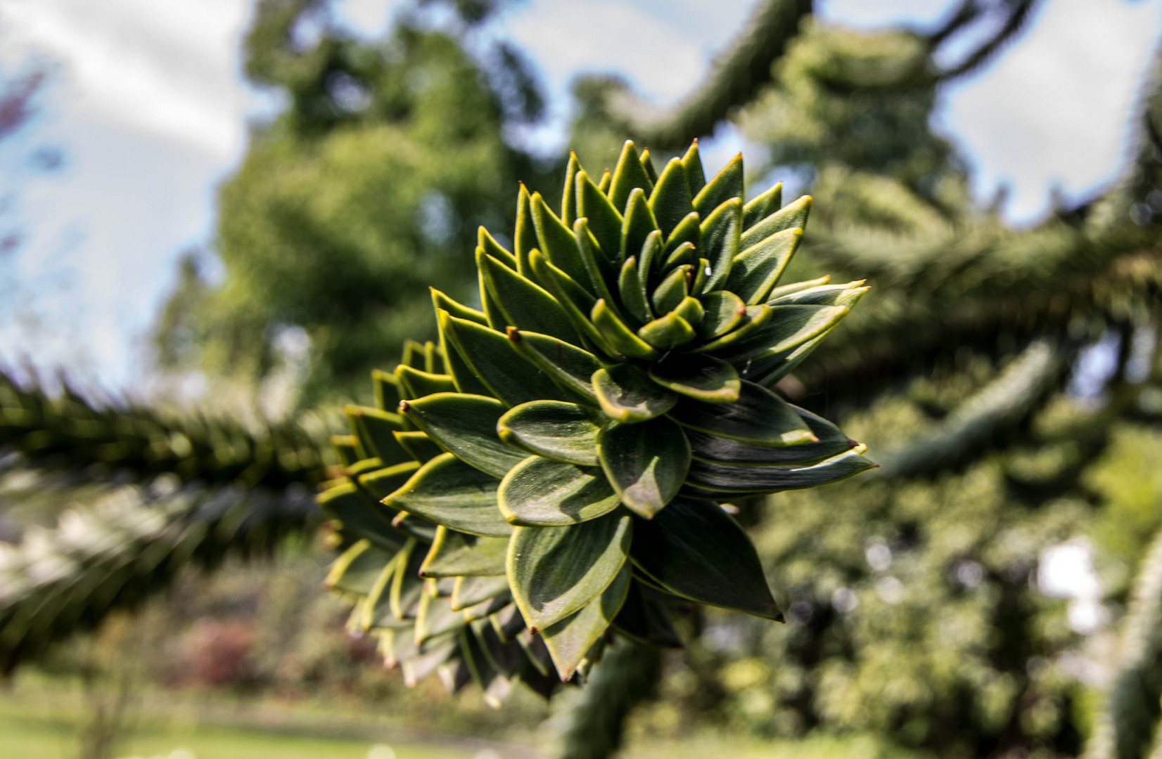 Blütenpracht im Grugapark - Andentanne