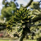 Blütenpracht im Grugapark - Andentanne