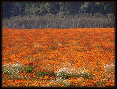 Blütenpracht im Herbst