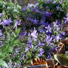 Blütenpracht im Herbst