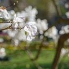 Blütenpracht im Hofgarten