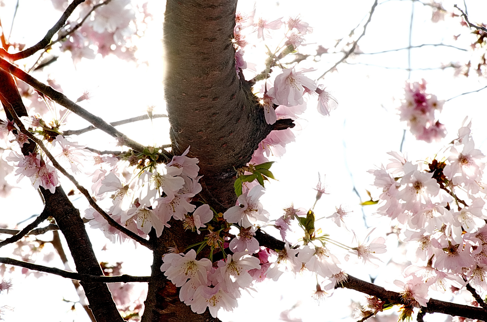 Blütenpracht im japanischen Park