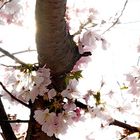 Blütenpracht im japanischen Park