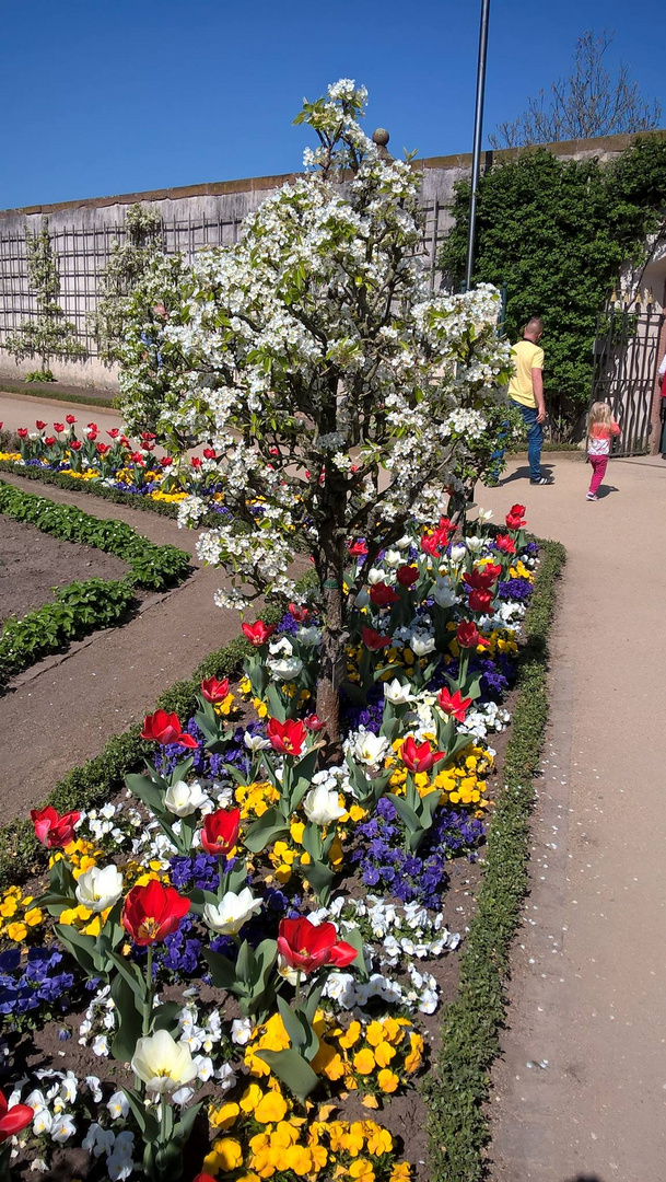 Blütenpracht im Klostergarten von Seligenstadt