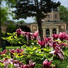 Blütenpracht im Kurpark