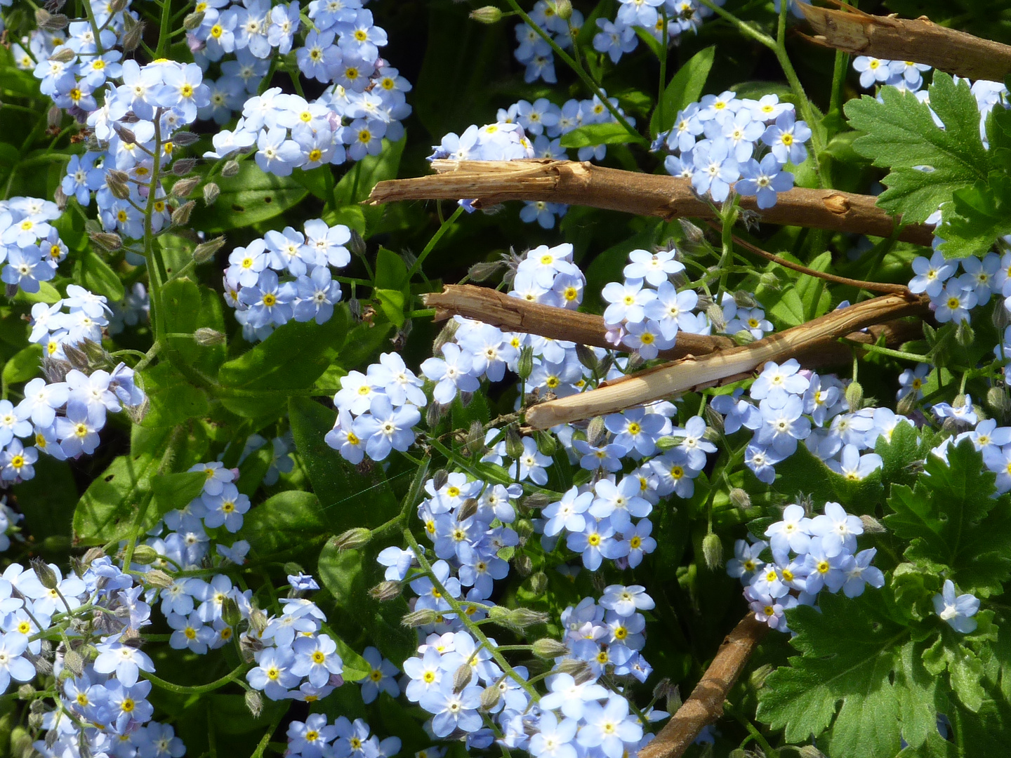 Blütenpracht im Mai