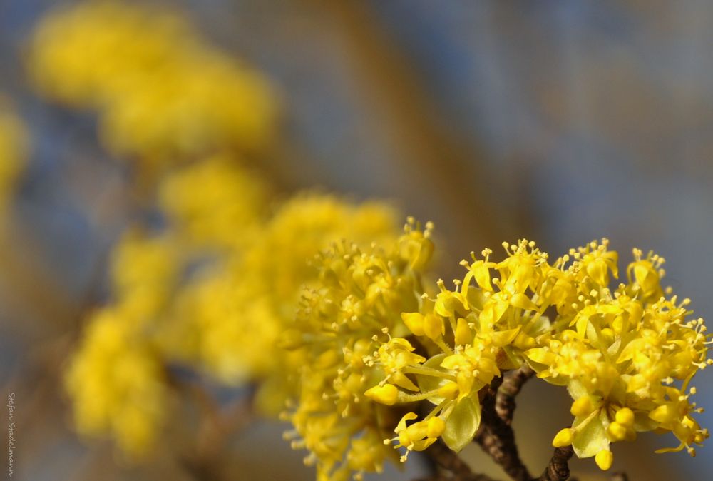 Blütenpracht im Maschpark