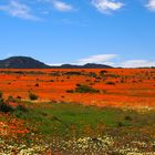 Blütenpracht im Namaqualand - Nr.1