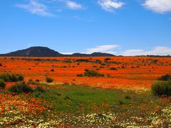 Blütenpracht im Namaqualand - Nr.1