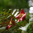 Blütenpracht im Nebelwald - Monteverde