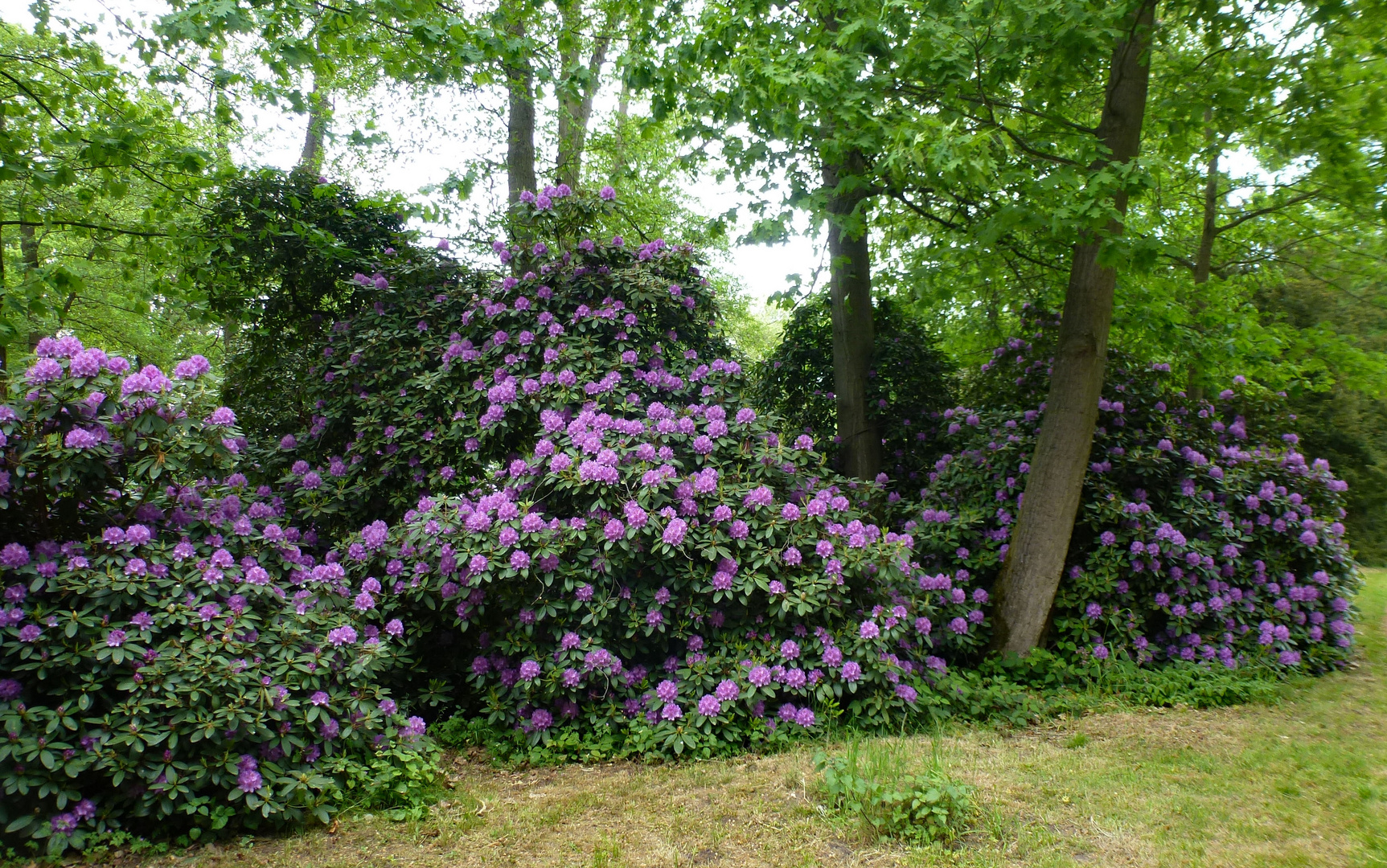 Blütenpracht im Park