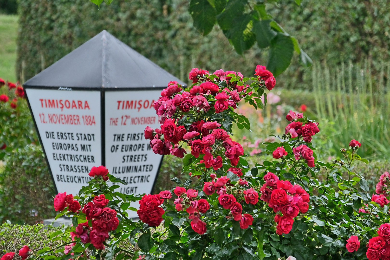 Blütenpracht im Partnerstadtgarten Timisoatar/Rumänien