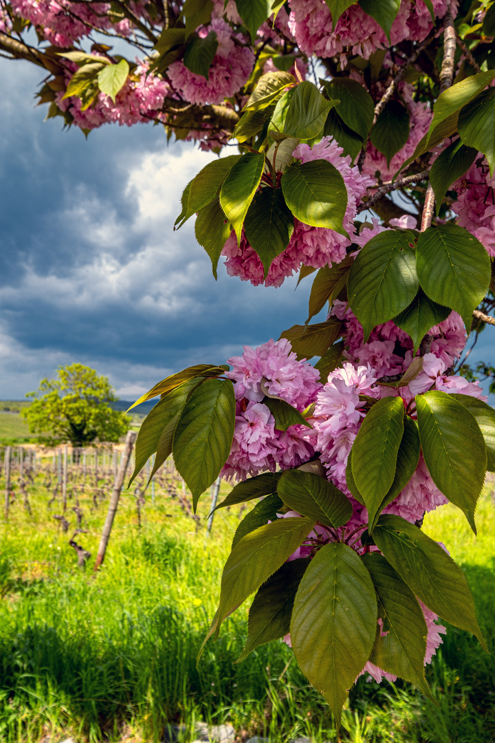 Blütenpracht im Rheingau