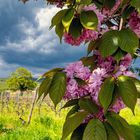 Blütenpracht im Rheingau