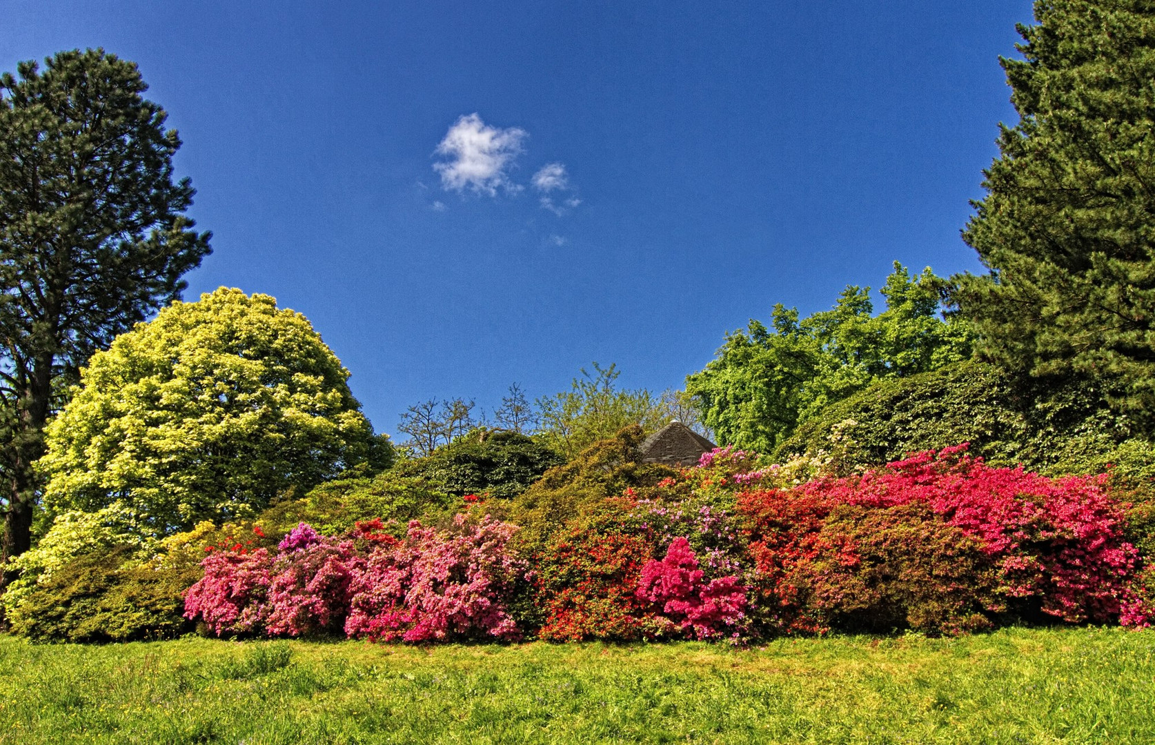 Blütenpracht im Rombergpark 