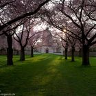 Blütenpracht im Schwetzinger Schlossgarten