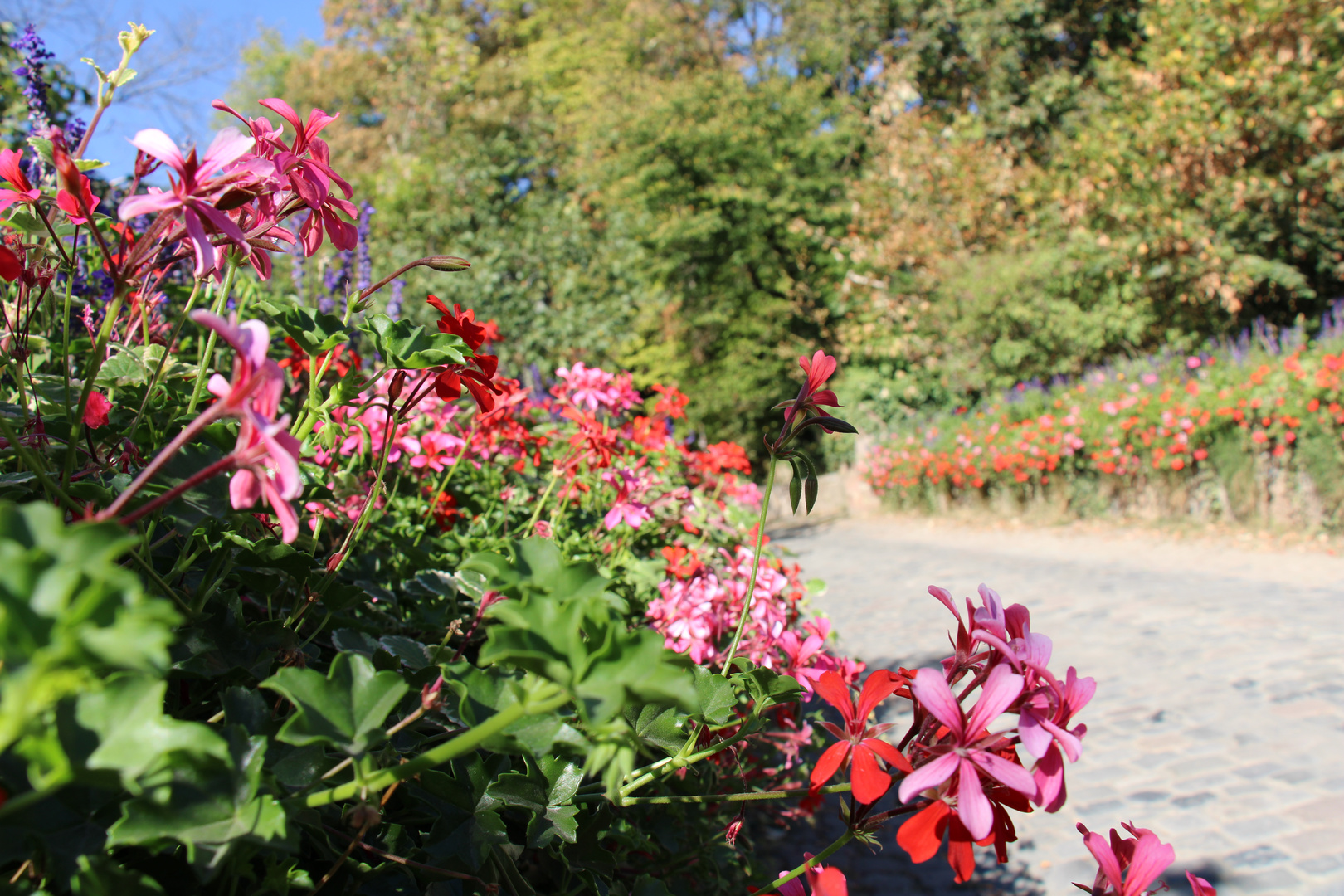 Blütenpracht im September 1