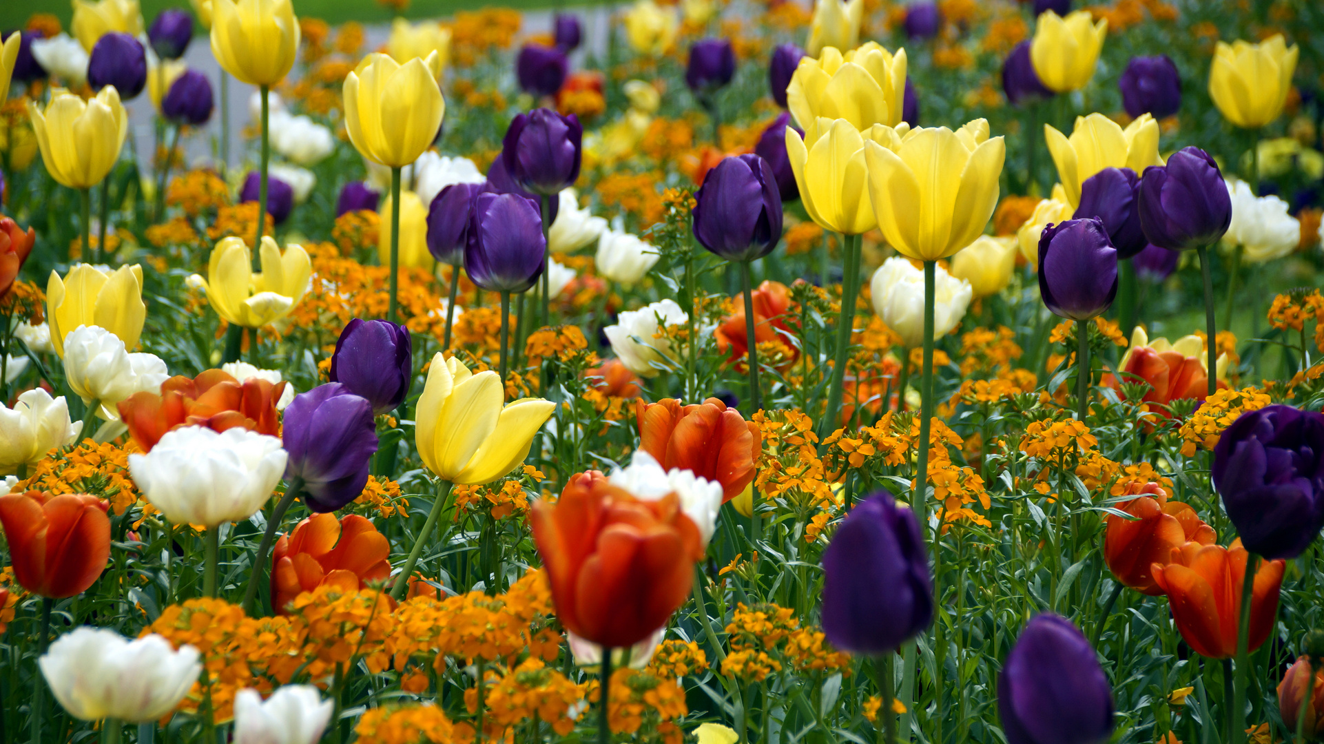 Blütenpracht ... im Stadtgarten blühen wieder die Tulpen.